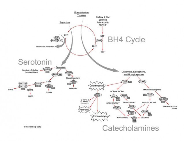 メチレーションにおけるBH4サイクルの図｜副腎疲労blog