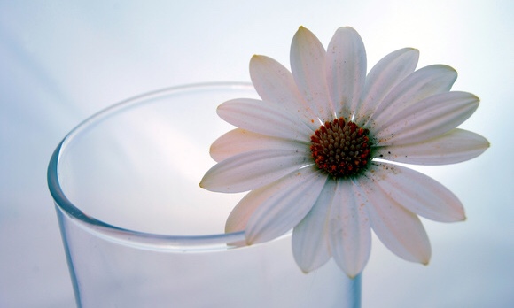 コップに一輪の綺麗な白い花｜副腎疲労blog